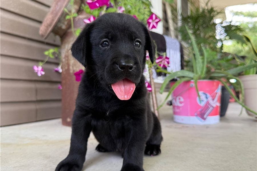 Wunderschöne Labrador Welpen suchen ihr Traumzuhause