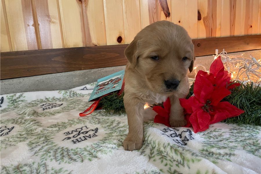 Golden Retriever Welpen