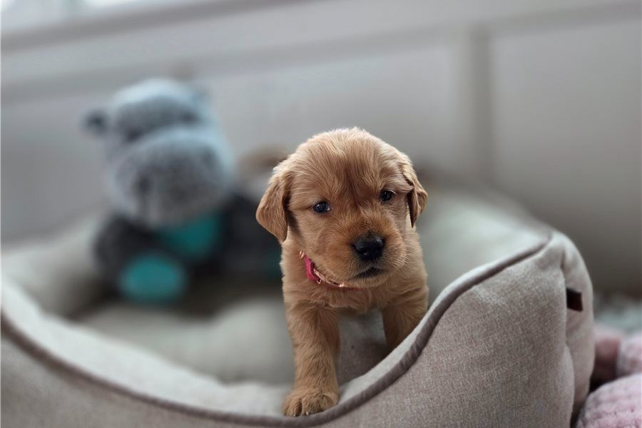 Golden Retriever Welpen