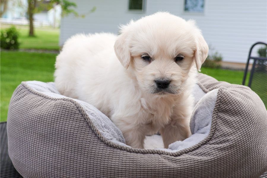 Golden Retriever Welpen
