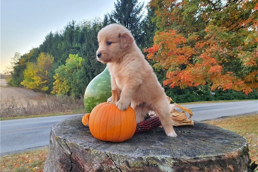 Golden Retriever Welpen