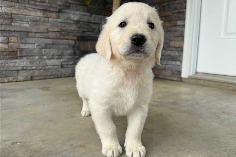 Golden Retriever Welpen