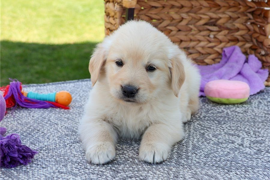 Golden Retriever Welpen