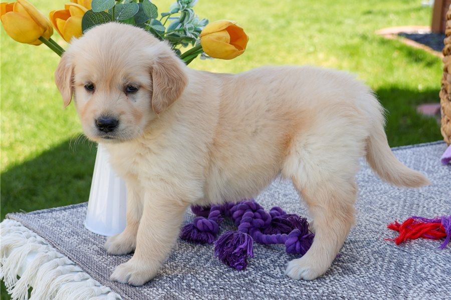 Golden Retriever Welpen