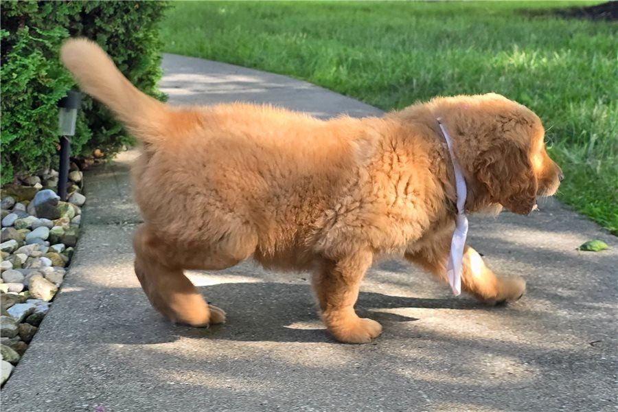 Golden Retriever mit Ahnentafel