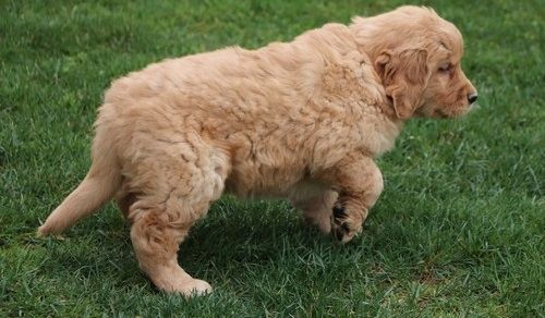 Golden Retriever mit Ahnentafel