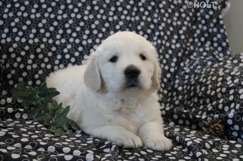 Golden Retriever mit Ahnentafel