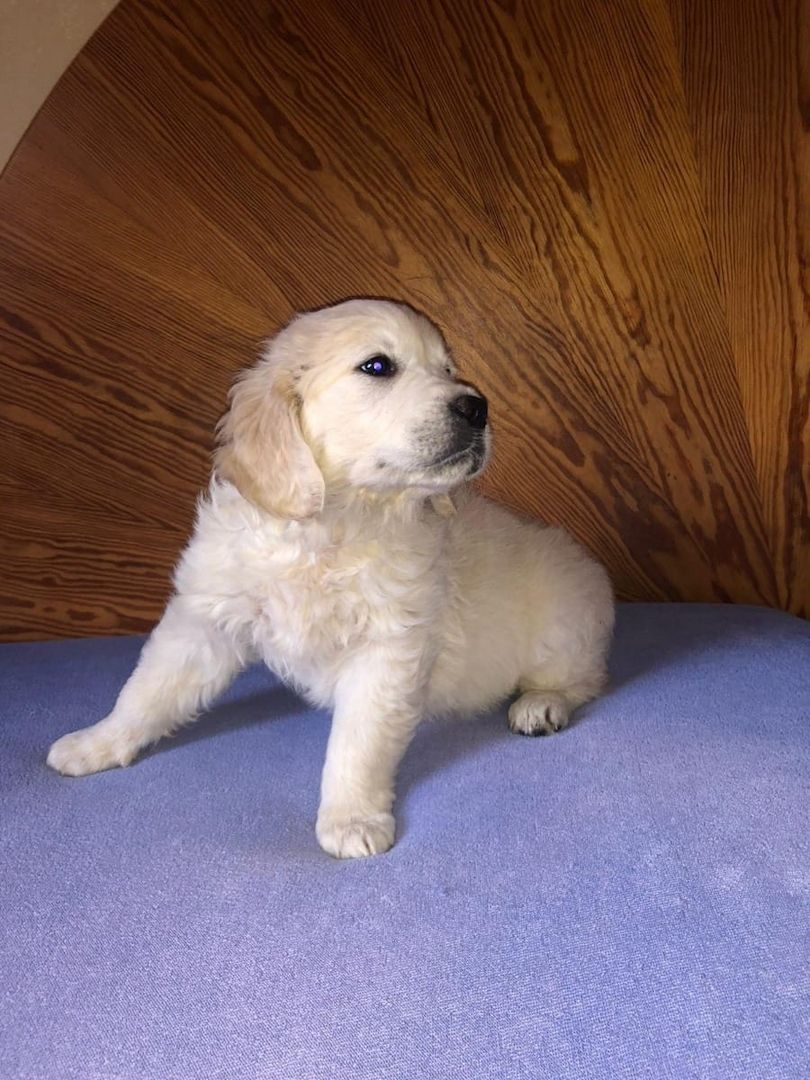 Golden Retriever mit Ahnentafel