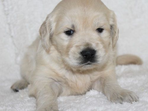 Golden Retriever mit Ahnentafel