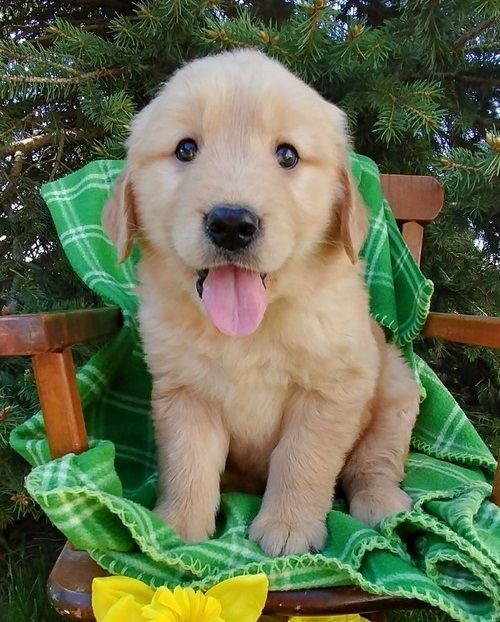Golden Retriever mit Ahnentafel