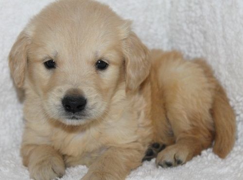 Golden Retriever mit Ahnentafel