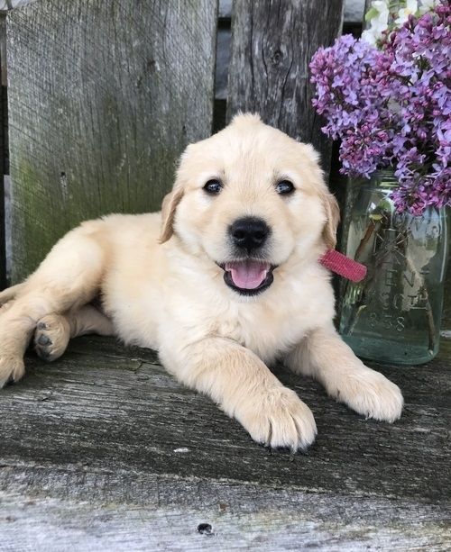 Golden Retriever mit Ahnentafel