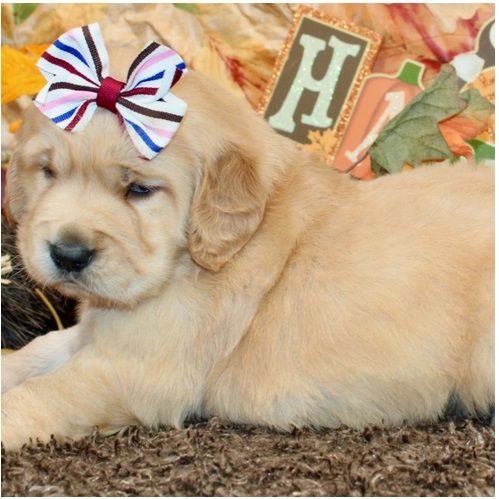 Golden Retriever mit Ahnentafel