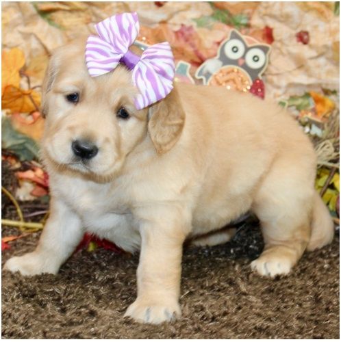 Golden Retriever mit Ahnentafel