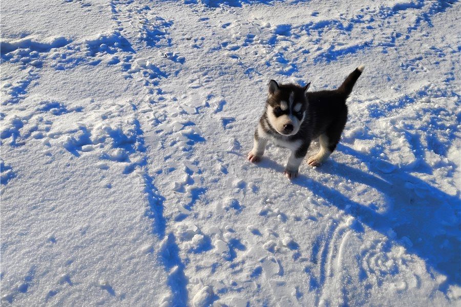 Siberian Husky Welpen