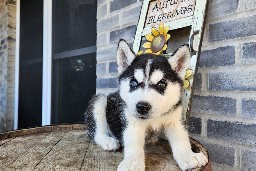 Siberian Husky Welpen