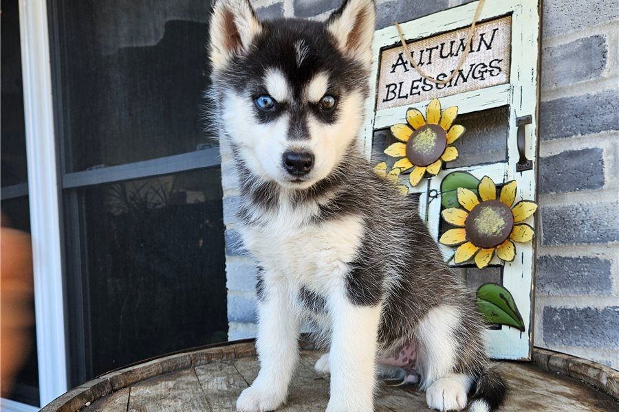 Siberian Husky Welpen
