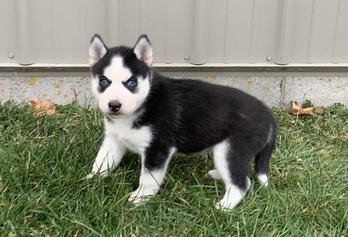 Reinrassige Siberian Husky Welpen