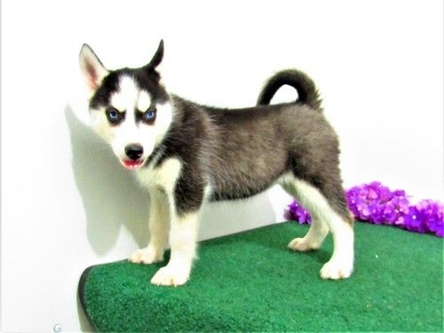 Reinrassige Siberian Husky Welpen