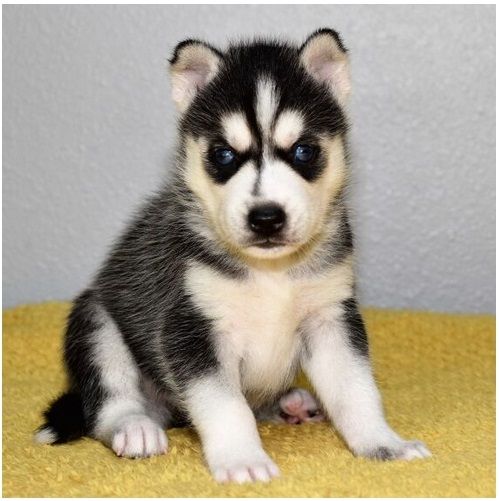 Reinrassige Siberian Husky Welpen