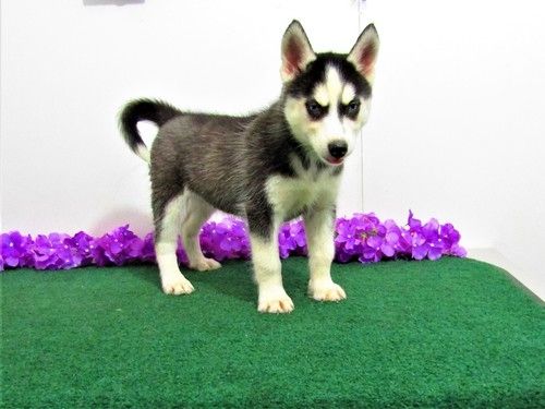 Reinrassige Siberian Husky Welpen