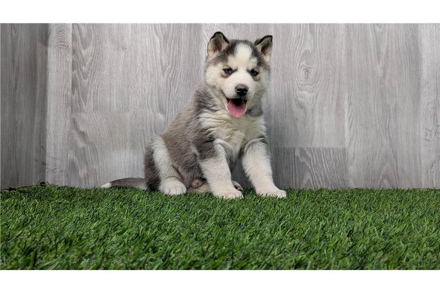 Reinrassige Siberian Husky Welpen