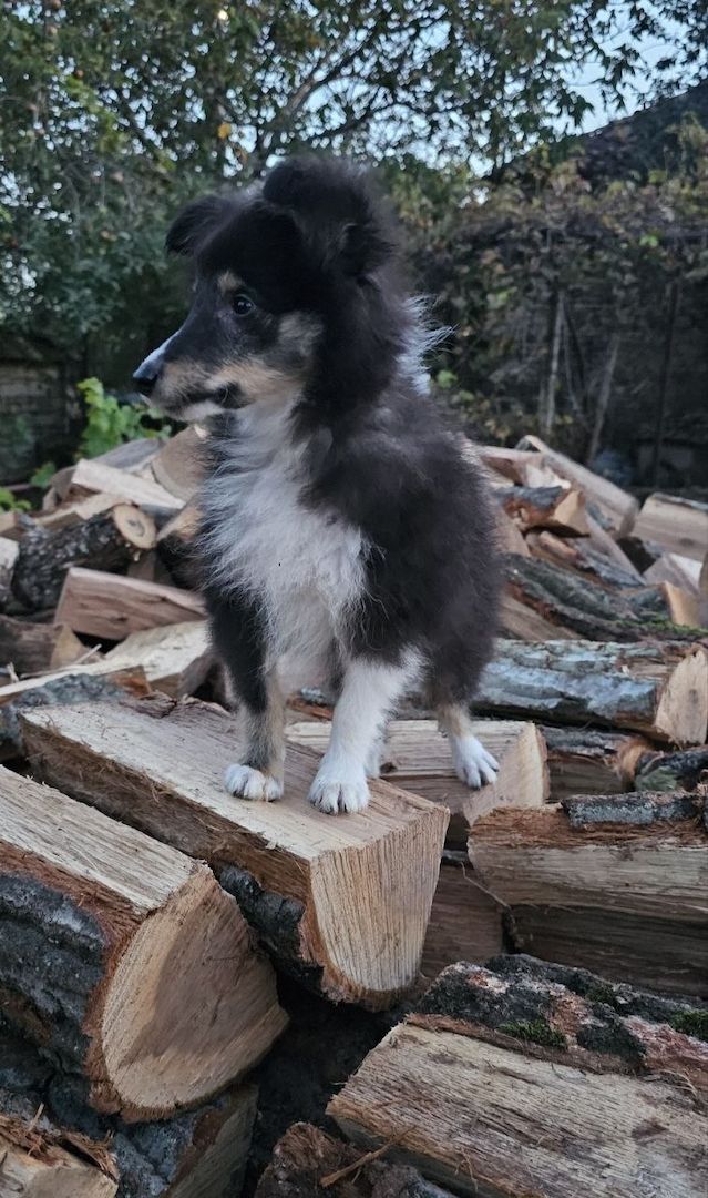 dreifarbiges Sheltie-Mädchen