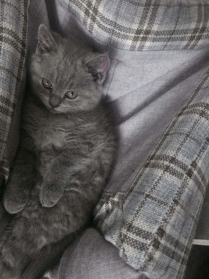 Süsse BKH Kitten 2 w 1 m