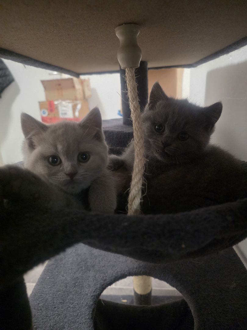 Süsse BKH Kitten 2 w 1 m