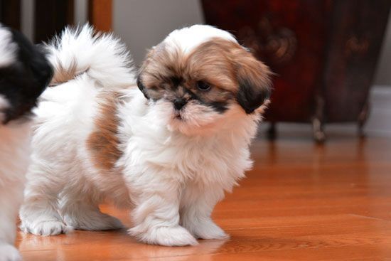 Shih-Tzu-Welpen. WhatsApp: +44 7469 456352