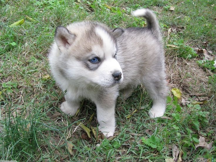Siberian-Husky-Welpen. WhatsApp: +44 7469 456352