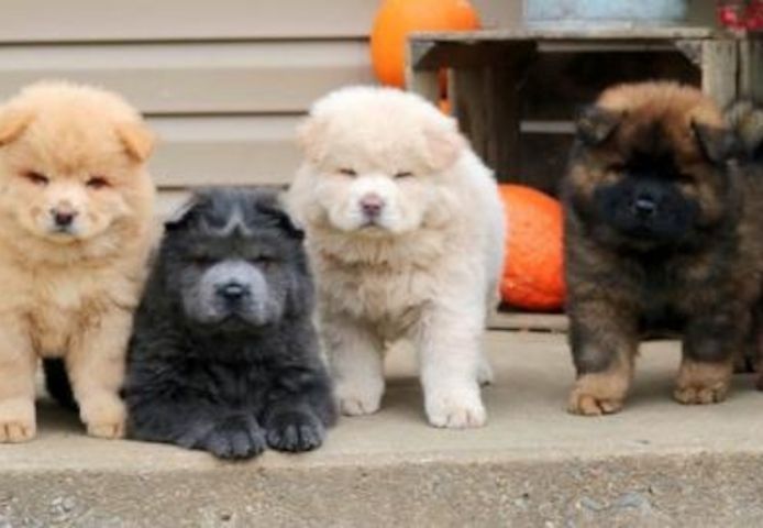 CHOW CHOW--Welpen-
