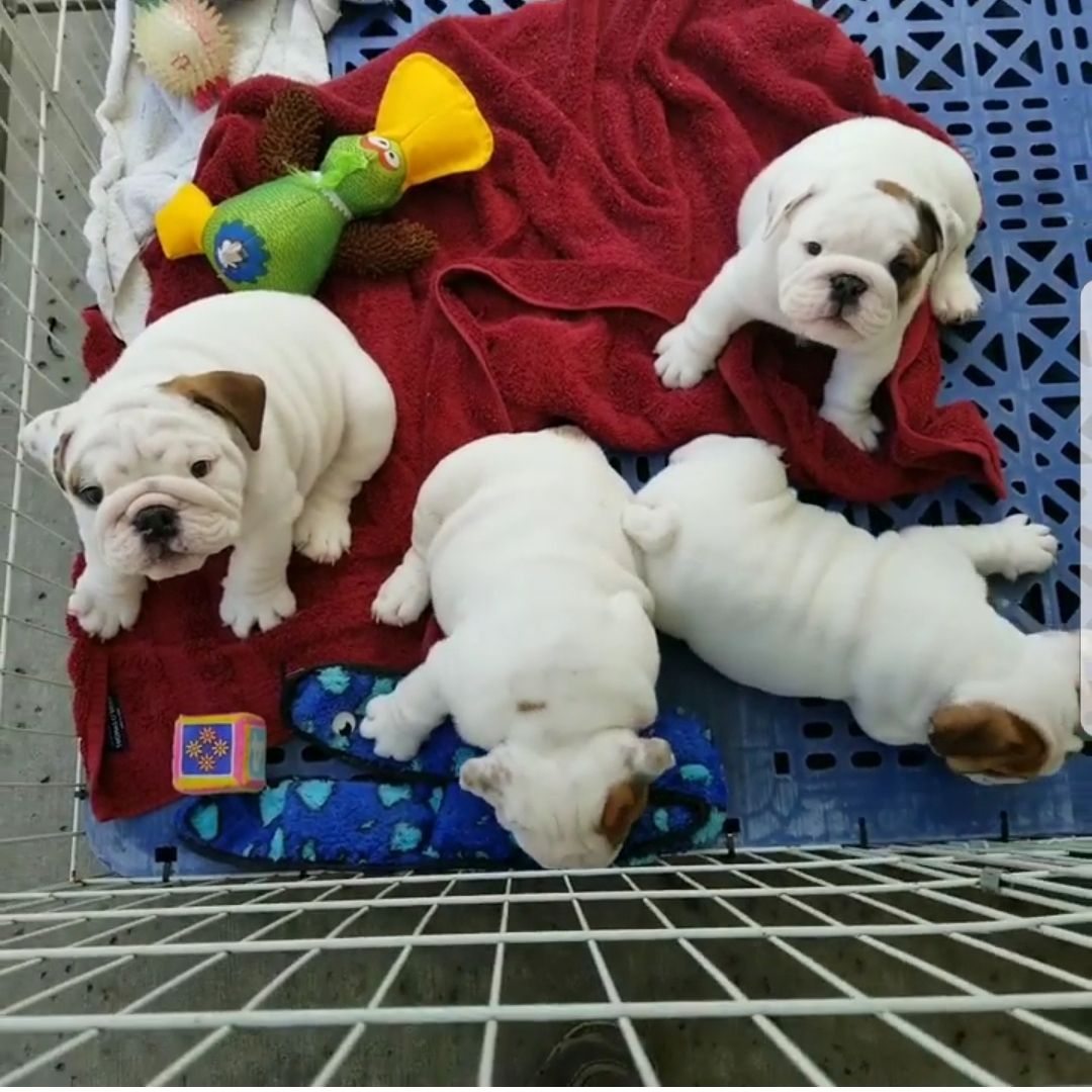 Typvolle English Bulldog Welpen mit Papieren
