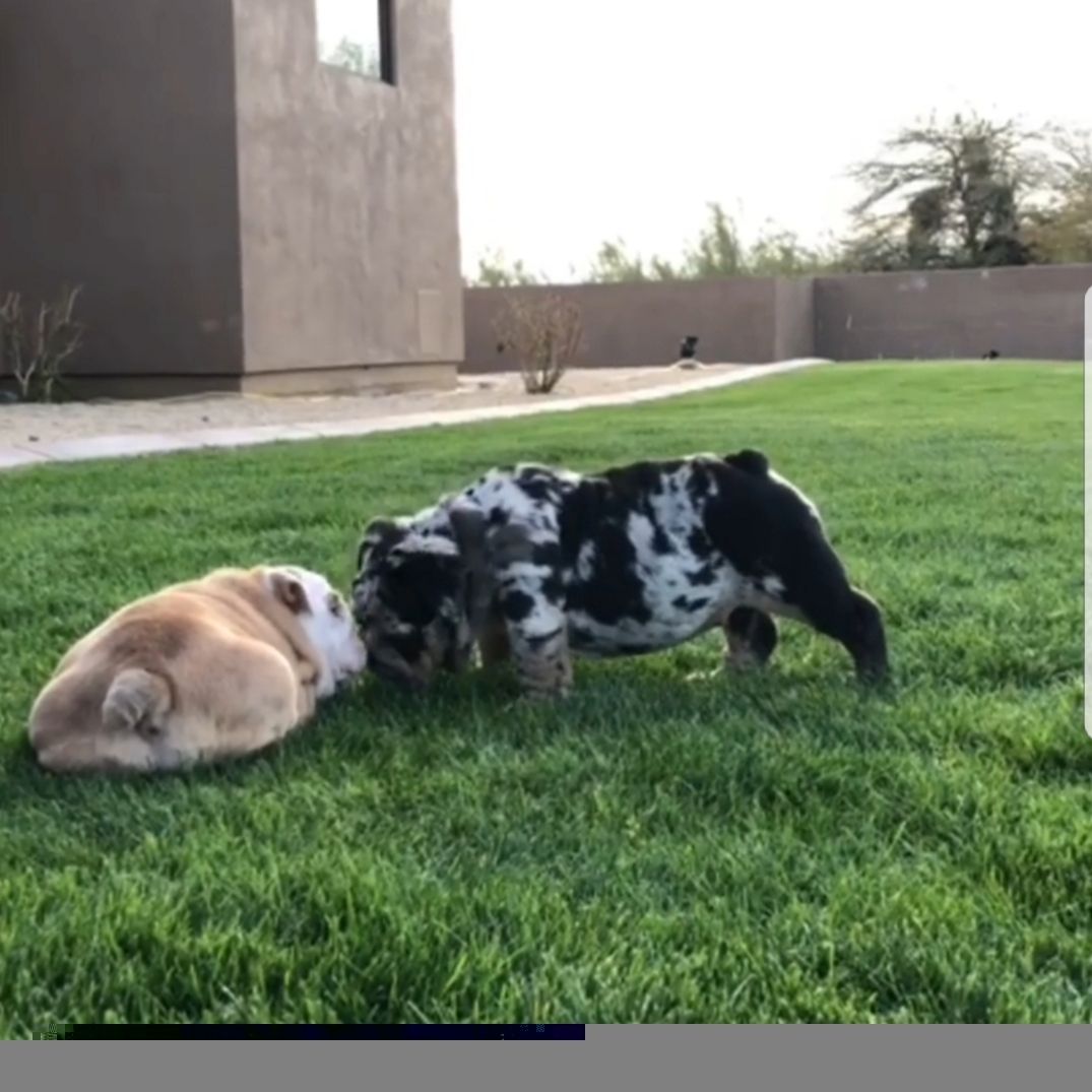 Englische Bulldoggen suchen verantwortungsvolle Menschen