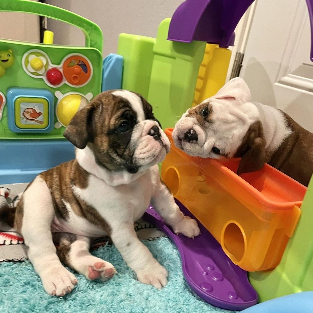 Englische Bulldoggen-Welpen – auf der Suche nach ihrem Für-immer-Zuhause