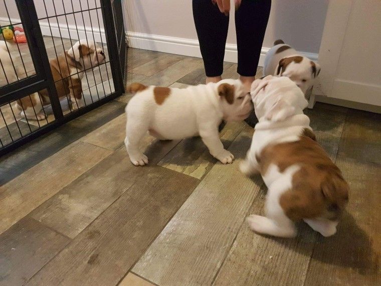 Ihre zukünftige Bulldogge wartet vielleicht schon