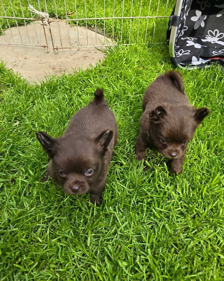 süße MINI chihuahua welpen
