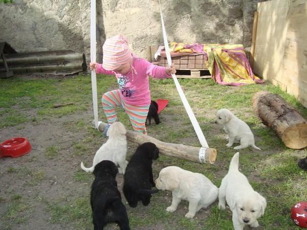 Wunderschöne Labradorwelpen mit Papieren