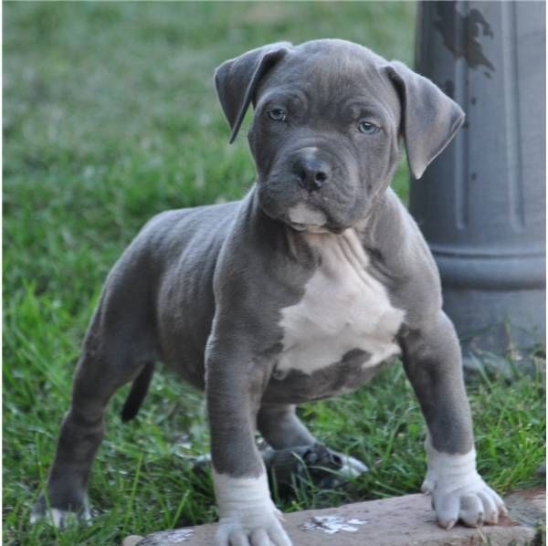 American Pitbull Blueline welpen,,