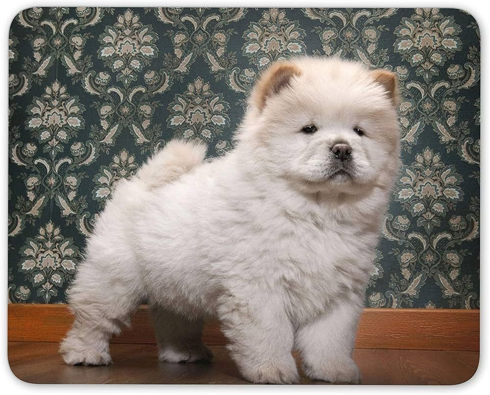 Chow-Chow-Welpen. WhatsApp: +44 7469 456352