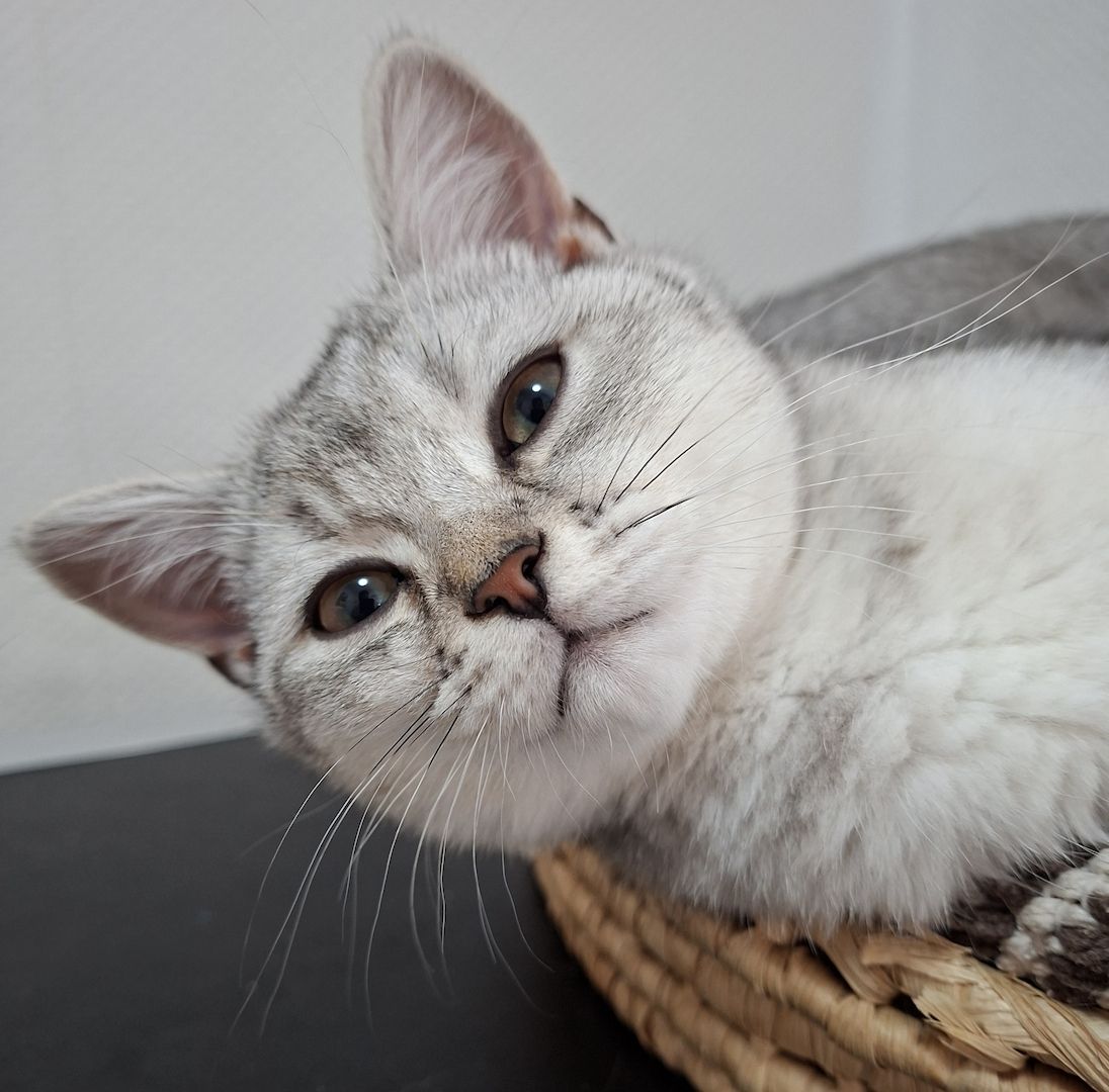 Drei zuckersüße BKH-Kitten suchen noch ihr liebevolles Zuhause