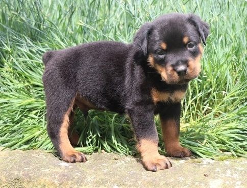 Wunderschöne RottweilerWelpen !!