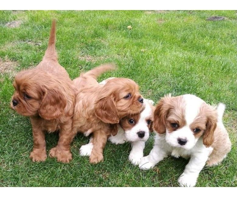 Cavalier King Charles Spaniel Welpen mw
