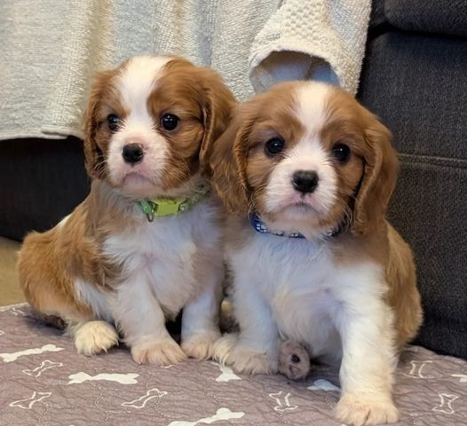 Cavalier King Charles Spaniel Welpen,.