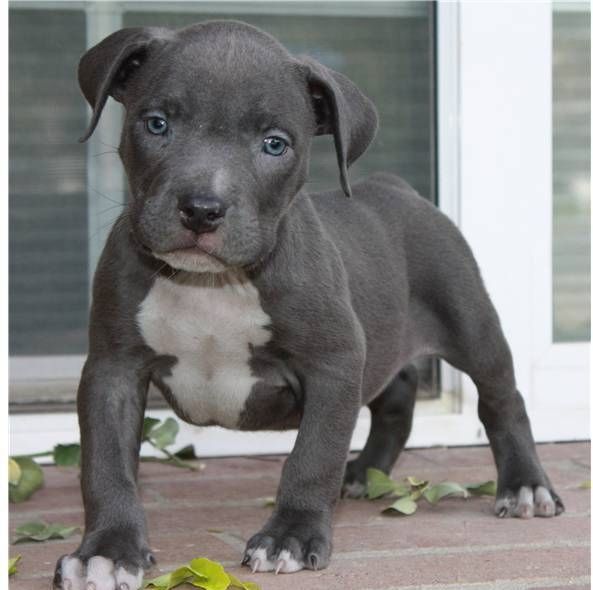 American-Pitbull-Welpen abzugeben!!