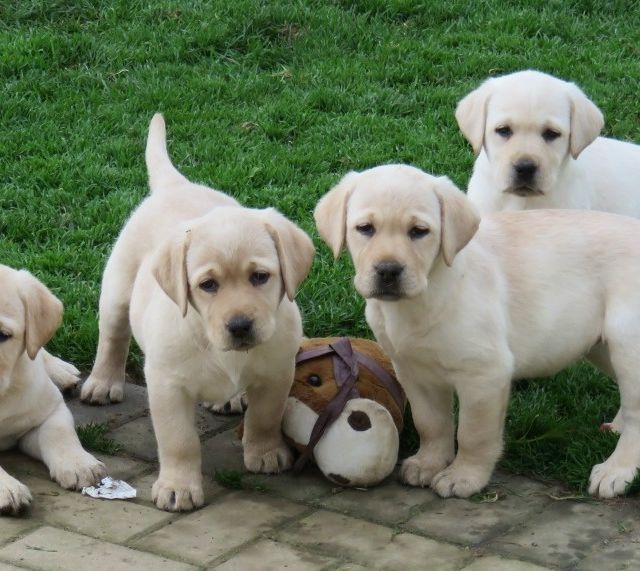 Labrador-Welpen. WhatsApp: +44 7469 456352