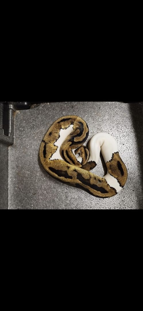 1.0 Pastel Pied