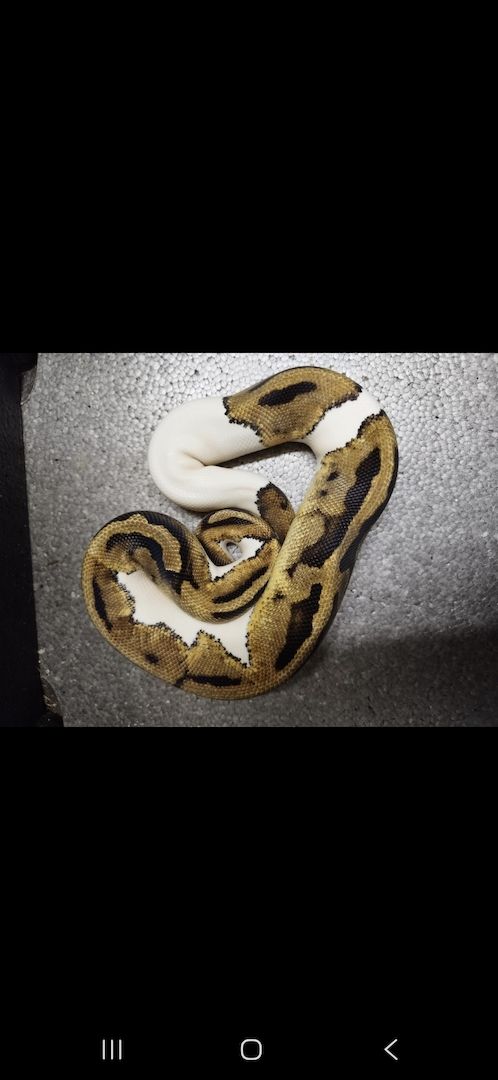 1.0 Pastel Pied