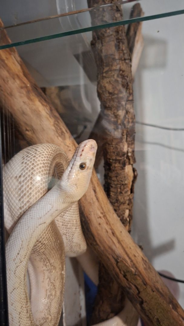 1.0 Super Pastel Lesser 100% het Clown