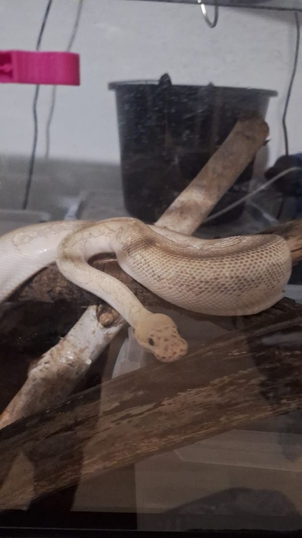 1.0 Super Pastel Lesser 100% het Clown